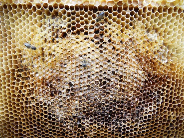 De bijen en honing — Stockfoto