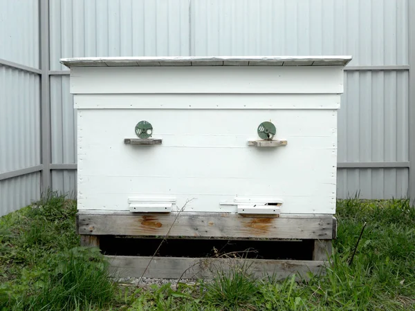 Le api e il miele — Foto Stock