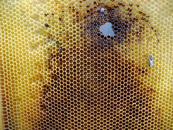 Pszczoły i miód — Zdjęcie stockowe
