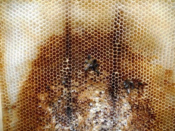 Бджоли і мед — стокове фото
