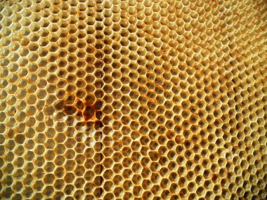 Arı kovanı bal nektar