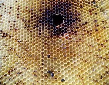 Arı kovanı bal nektar