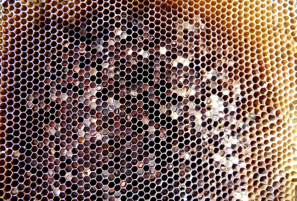 Néctar de miel de colmena — Foto de Stock