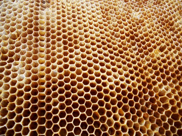 Bijenkorf honing nectar — Stockfoto