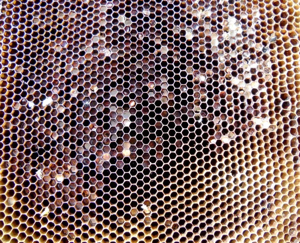 主题蜂蜜和蜜蜂 — 图库照片