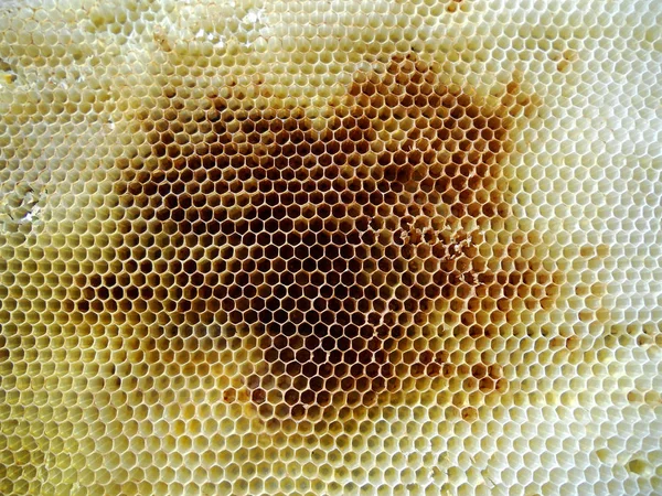 La miel y la abeja — Foto de Stock