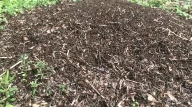 Video yakın çekim vahşi karıncalar onların düşürebilir kaynıyor. Karınca yuvası kuru arasında ormanda bırakır. Etrafta emmet çalışma böcekler yere, makro karınca yuvası delik yakınlarında. Ant ant hill koloni
