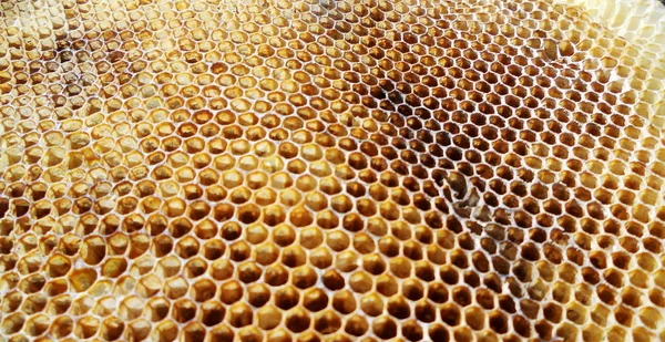 Das Thema Bienenstand — Stockfoto