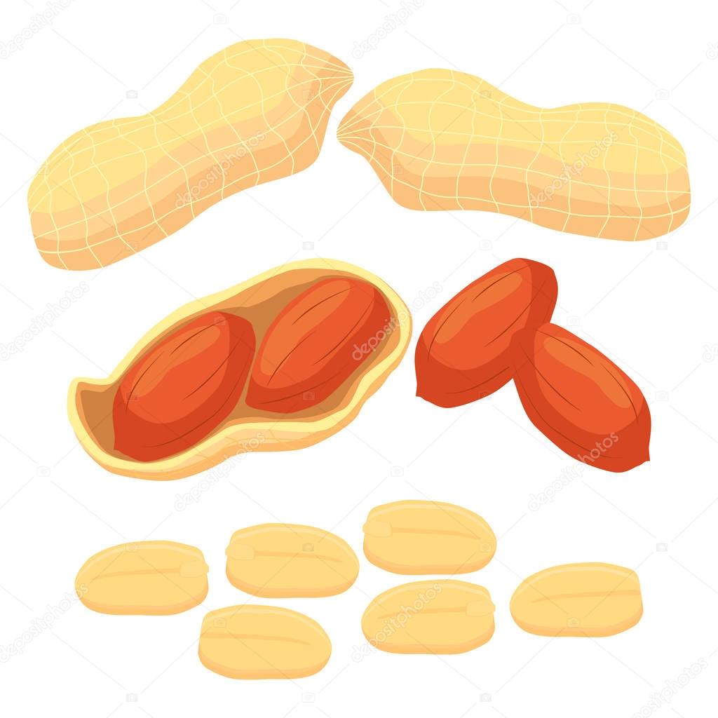 Abstract vector illustration logo whole ripe brown nut, cut sliced product nuts background.