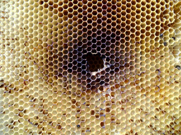 El tema apiary —  Fotos de Stock