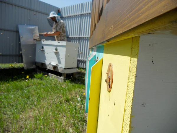 Tema arı kovanı — Stok fotoğraf