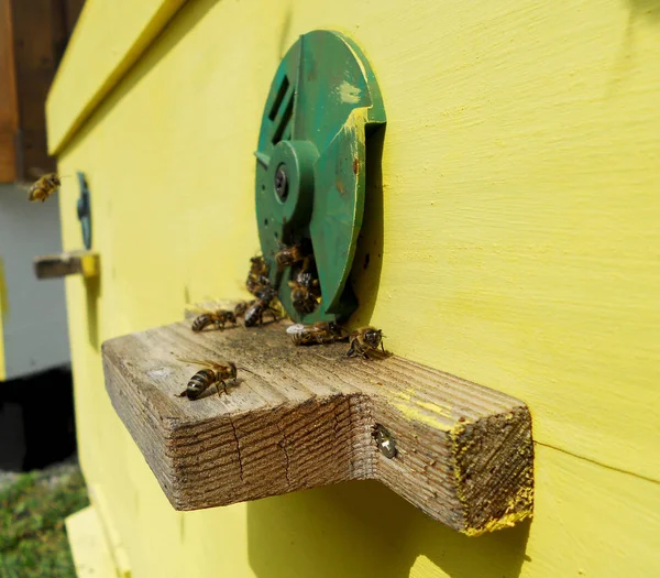 Özel arı kovanı — Stok fotoğraf