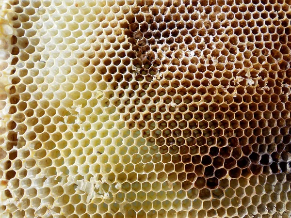Tema honung — Stockfoto