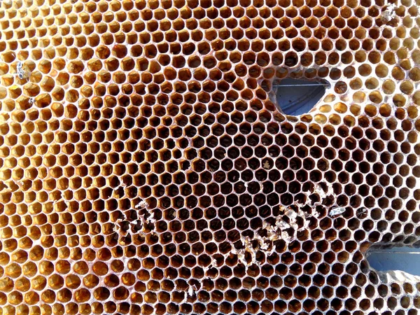 Das Thema Honig — Stockfoto