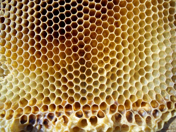 The theme honey — Stock Photo, Image