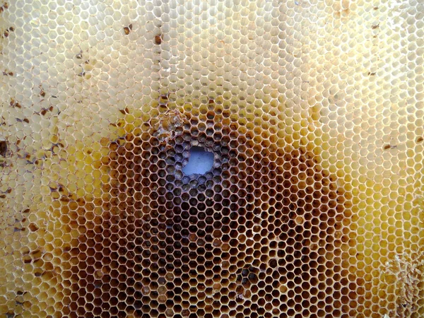 主题蜂蜜 — 图库照片