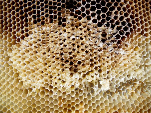 テーマ蜂蜜 — ストック写真