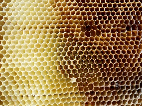 The theme honeycomb — Stock Photo, Image
