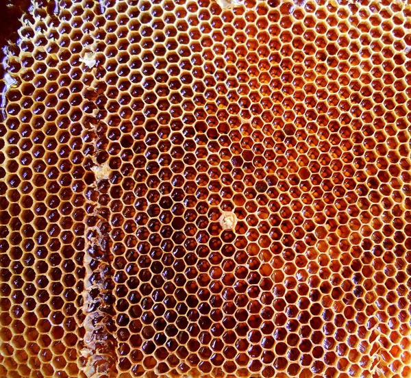 De gele honing. — Stockfoto
