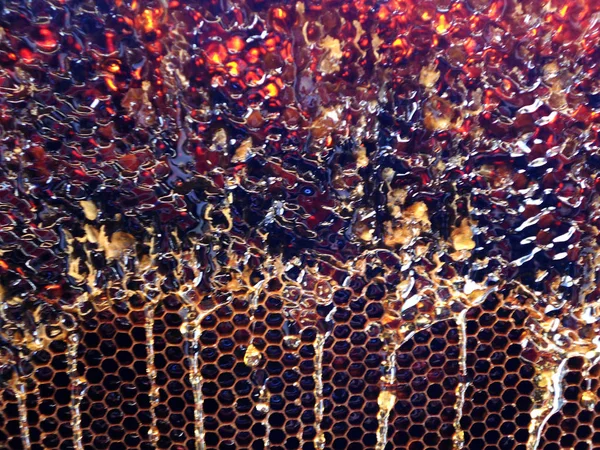The natural yellow honey. — Stock Photo, Image