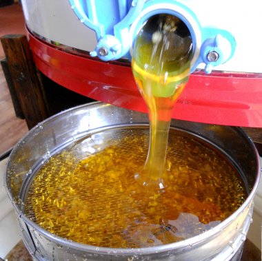 Sarı doğal bal