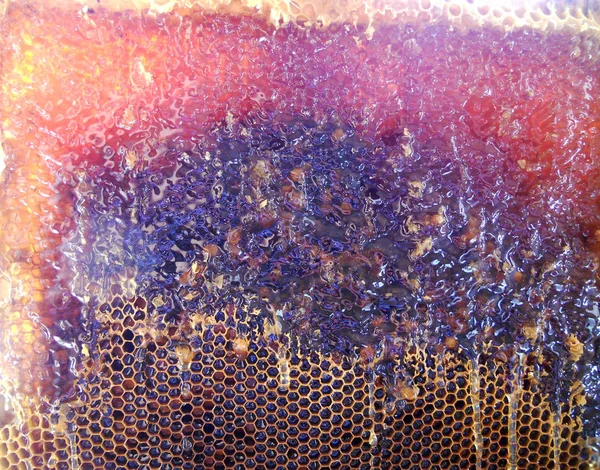 Le miel naturel jaune — Photo