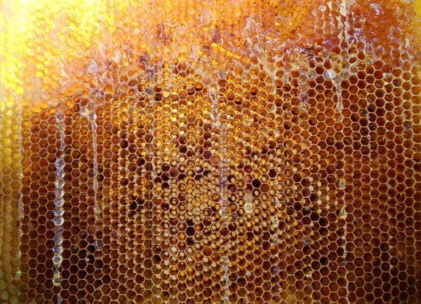 La miel amarilla natural — Foto de Stock