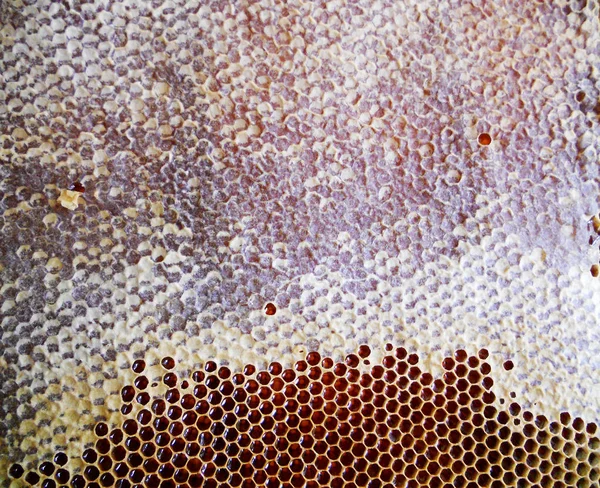 Фото для темы желтый натуральный мед — стоковое фото