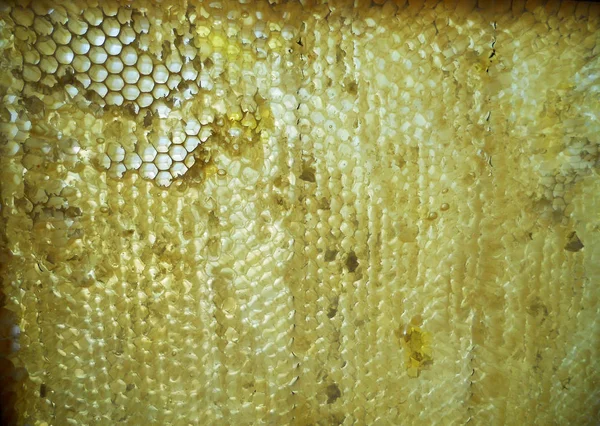 De foto voor thema gele natuurlijke honing — Stockfoto