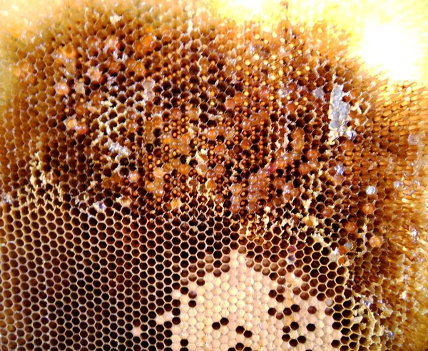 Fotoğraf için Tema sarı doğal bal