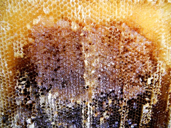 Das Foto zum Thema gelber natürlicher Honig — Stockfoto