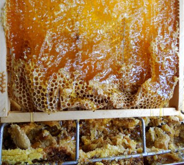 Tema doğal bal için soyut fotoğraf.