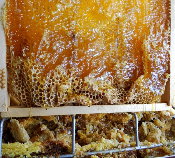 Tema doğal bal için soyut fotoğraf.