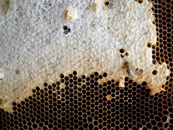 Az absztrakt fotó a téma természetes méz. — Stock Fotó