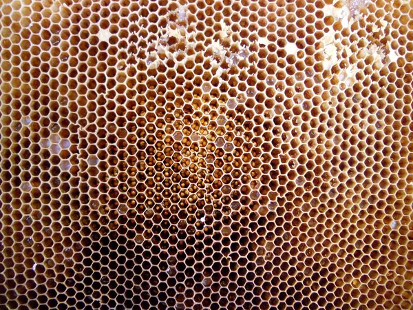 La foto abstracta para el tema miel natural — Foto de Stock