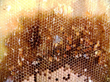 Tema doğal petek için soyut fotoğraf