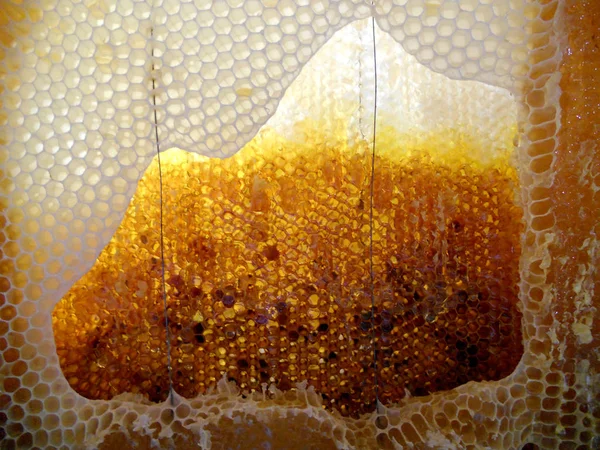 Tema doğal petek için soyut fotoğraf