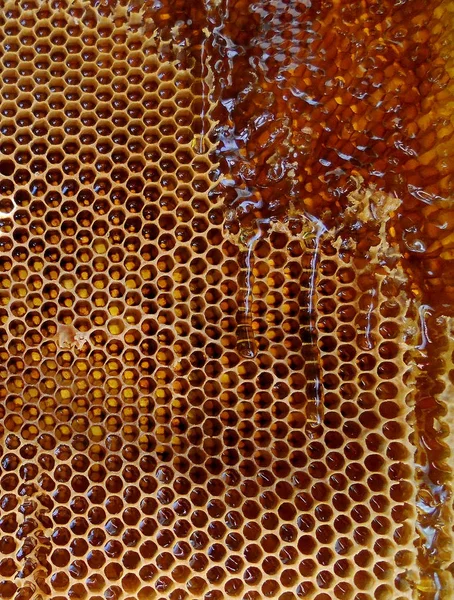 De abstracte foto voor thema natuurlijke honingraat — Stockfoto