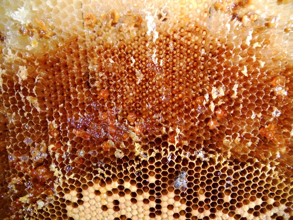 A foto abstrata para o tema favo de mel natural — Fotografia de Stock