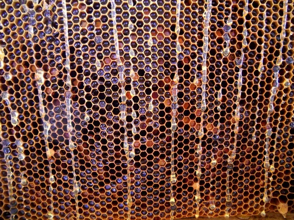 De abstracte foto voor thema natuurlijke honingraat — Stockfoto