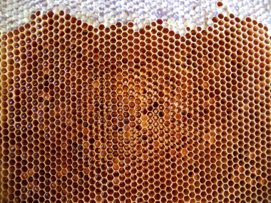 Tema doğal bal için soyut fotoğraf