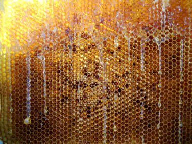 Fotoğraf gösterileri: arı kovanı, tatlım nektar, kovan kanatlı oğul arı, petek, balmumu, özel arı kovanı, arıcı, balmumu. Arı kovanı bal beeswaxes, peteğin, arıcılar için. Apiculture kovan petek oluşur.