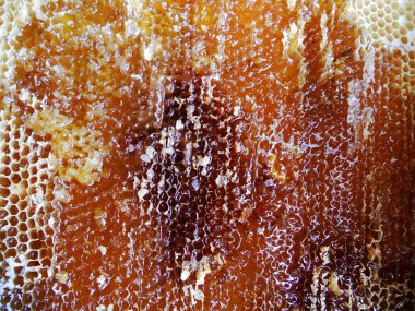 Fotoğraf gösterileri: arı kovanı, tatlım nektar, kovan kanatlı oğul arı, petek, balmumu, özel arı kovanı, arıcı, balmumu. Arı kovanı bal beeswaxes, peteğin, arıcılar için. Apiculture kovan petek oluşur.