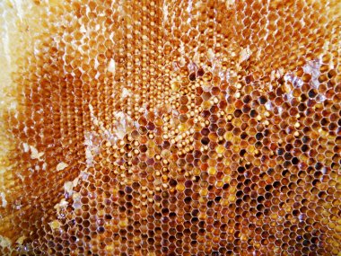 Fotoğraf gösterileri: arı kovanı, tatlım nektar, kovan kanatlı oğul arı, petek, balmumu, özel arı kovanı, arıcı, balmumu. Arı kovanı bal beeswaxes, peteğin, arıcılar için. Apiculture kovan petek oluşur.