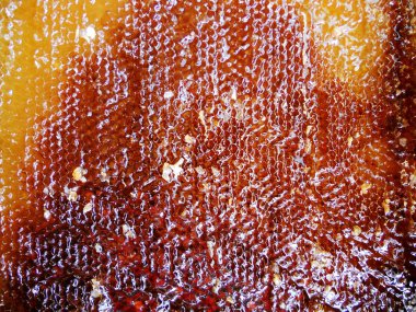 Fotoğraf gösterileri: arı kovanı, tatlım nektar, kovan kanatlı oğul arı, petek, balmumu, özel arı kovanı, arıcı, balmumu. Arı kovanı bal beeswaxes, peteğin, arıcılar için. Apiculture kovan petek oluşur.