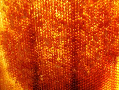 Fotoğraf gösterileri: arı kovanı, tatlım nektar, kovan kanatlı oğul arı, petek, balmumu, özel arı kovanı, arıcı, balmumu. Arı kovanı bal beeswaxes, peteğin, arıcılar için. Apiculture kovan petek oluşur.