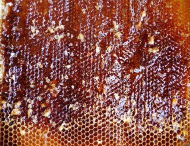 Fotoğraf gösterileri: arı kovanı, tatlım nektar, kovan kanatlı oğul arı, petek, balmumu, özel arı kovanı, arıcı, balmumu. Arı kovanı bal beeswaxes, peteğin, arıcılar için. Apiculture kovan petek oluşur.