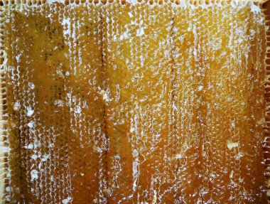 Fotoğraf gösterileri: arı kovanı, tatlım nektar, kovan kanatlı oğul arı, petek, balmumu, özel arı kovanı, arıcı, balmumu. Arı kovanı bal beeswaxes, peteğin, arıcılar için. Apiculture kovan petek oluşur.