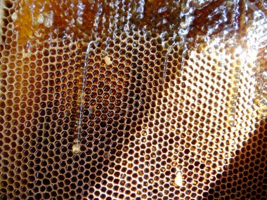 Fotoğraf gösterileri: arı kovanı, tatlım nektar, kovan kanatlı oğul arı, petek, balmumu, özel arı kovanı, arıcı, balmumu. Arı kovanı bal beeswaxes, peteğin, arıcılar için. Apiculture kovan petek oluşur.