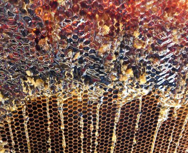 Fotoğraf gösterileri: arı kovanı, tatlım nektar, kovan kanatlı oğul arı, petek, balmumu, özel arı kovanı, arıcı, balmumu. Arı kovanı bal beeswaxes, peteğin, arıcılar için. Apiculture kovan petek oluşur.